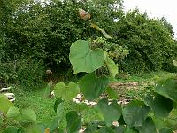 2010-07-25_09-49-26_0058