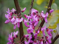 cercis_siliquastrum_bodnant