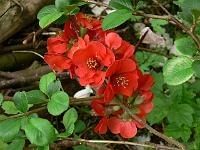 chaenomeles_japonica_-_japansk_kvaede