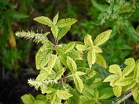 clethra_acuminata