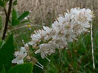 clethra_alnifolia