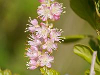 clethra_alnifolia_ruby_spice