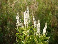 clethra_alnifolia_september_beauty