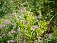 clethra_fargesii