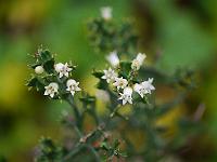 colletia_paradoxa