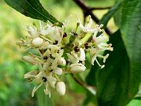 cornus_amomum