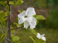 cornus_eddie's_white_wonder