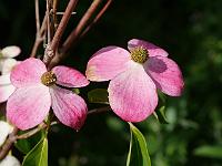 cornus_kousa_avj