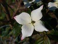 cornus_kousa_kreuzdame