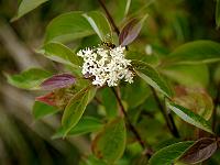 cornus_racemosa