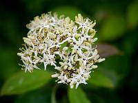 cornus_sanguinea