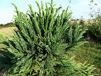 cryptomeria_japonica_lobbii