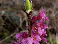 daphne_mezerum