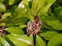 daphniphyllum_macropodum