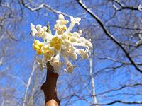 edgeworthia_chrysantha_'grandiflora'