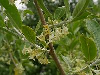 elaeagnus_multiflora