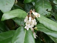 elaeagnus_submacrophylla