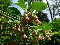 enkianthus_campanulatus_-_pagodebusk