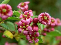 escallonia_donard_beauty