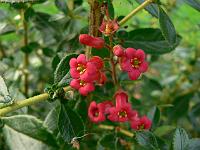 escallonia_rubra