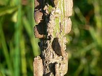 euonymus_alatus_-_vinget_benved