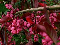 euonymus_europaeus_-_almindelig_benved