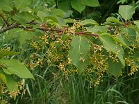 euonymus_sanguineus