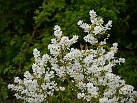 exochorda_korolkowii