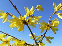 forsythia-mandshurica