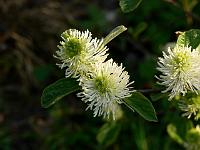 fothergilla_gardenii