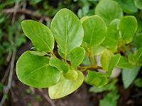 griselinia_litoralis