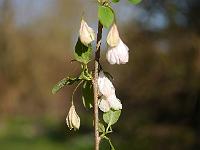 halesia_monticola_vestita