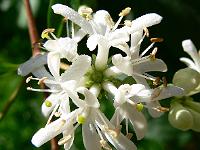 heptacodium_miconioides