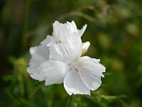 hibiscus_syriacus_totus_albus