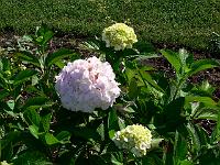 hydrangea_macrophylla_alma