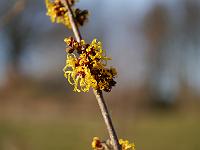 hamamelis_intermedia