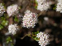 leiophyllum_buxifolium