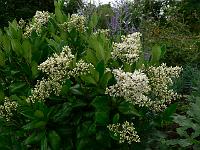 ligustrum_japonicum_texanum