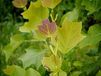 liriodendron_chapel_hill