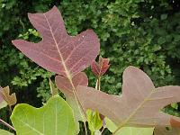 liriodendron_chinense