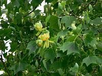 liriodendron_tulipifera_-_tulipantrae