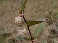 lonicera_fragrantissima