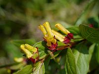 lonicera_involucrata