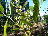 lyonia_ligustrina