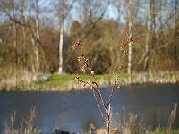 maddenia_hypoleuca