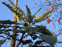 mahonia_bealii