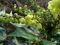 mahonia_japonica