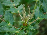 mahonia_nepalensis