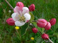 malus_baccata_pomzai