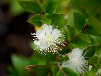 myrtus_communis